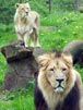 Asian Lion i